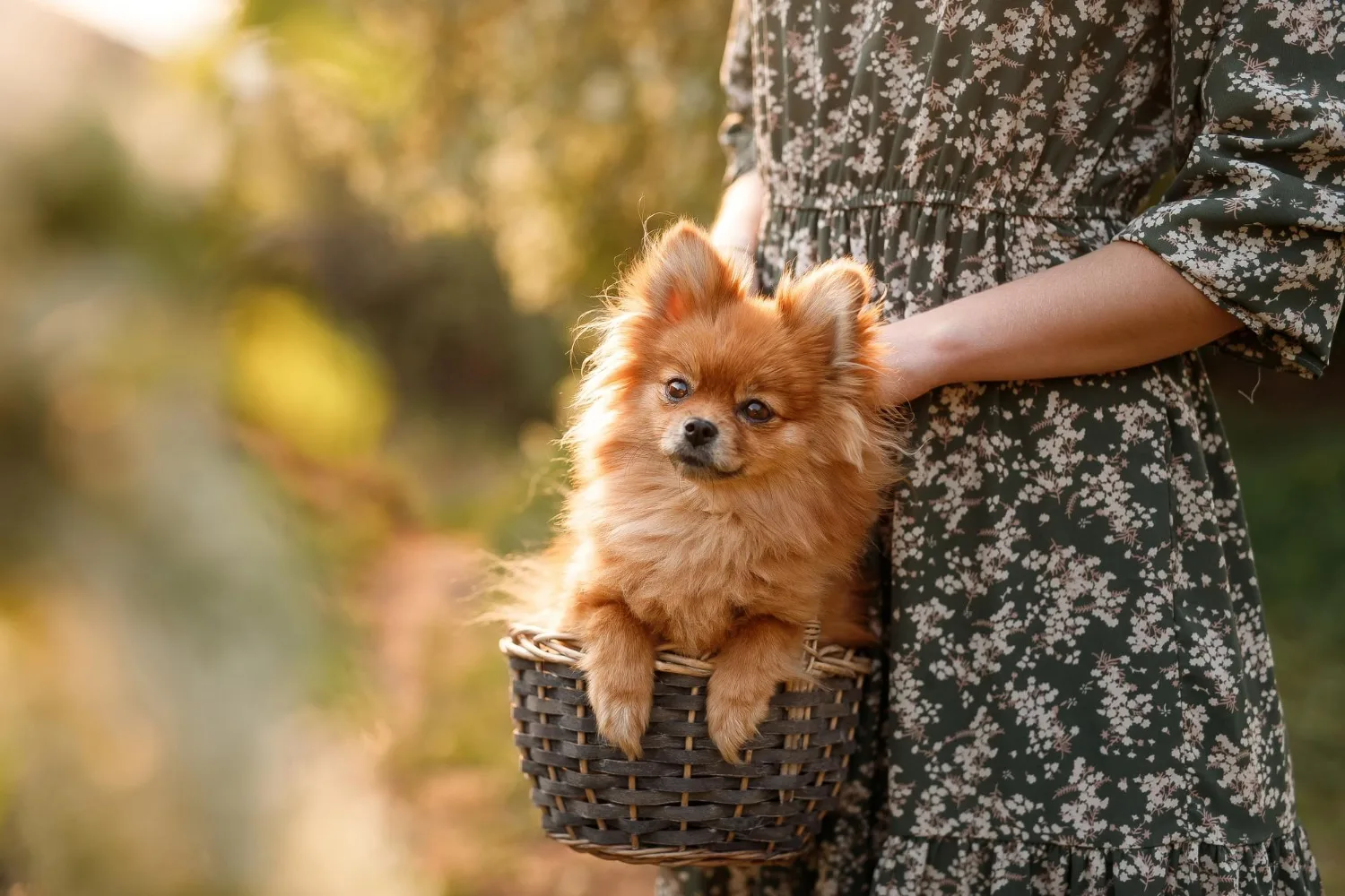 Chien allongé à l’ombre près d’une gamelle d’eau fraîche lors d’une chaude journée d’été.
