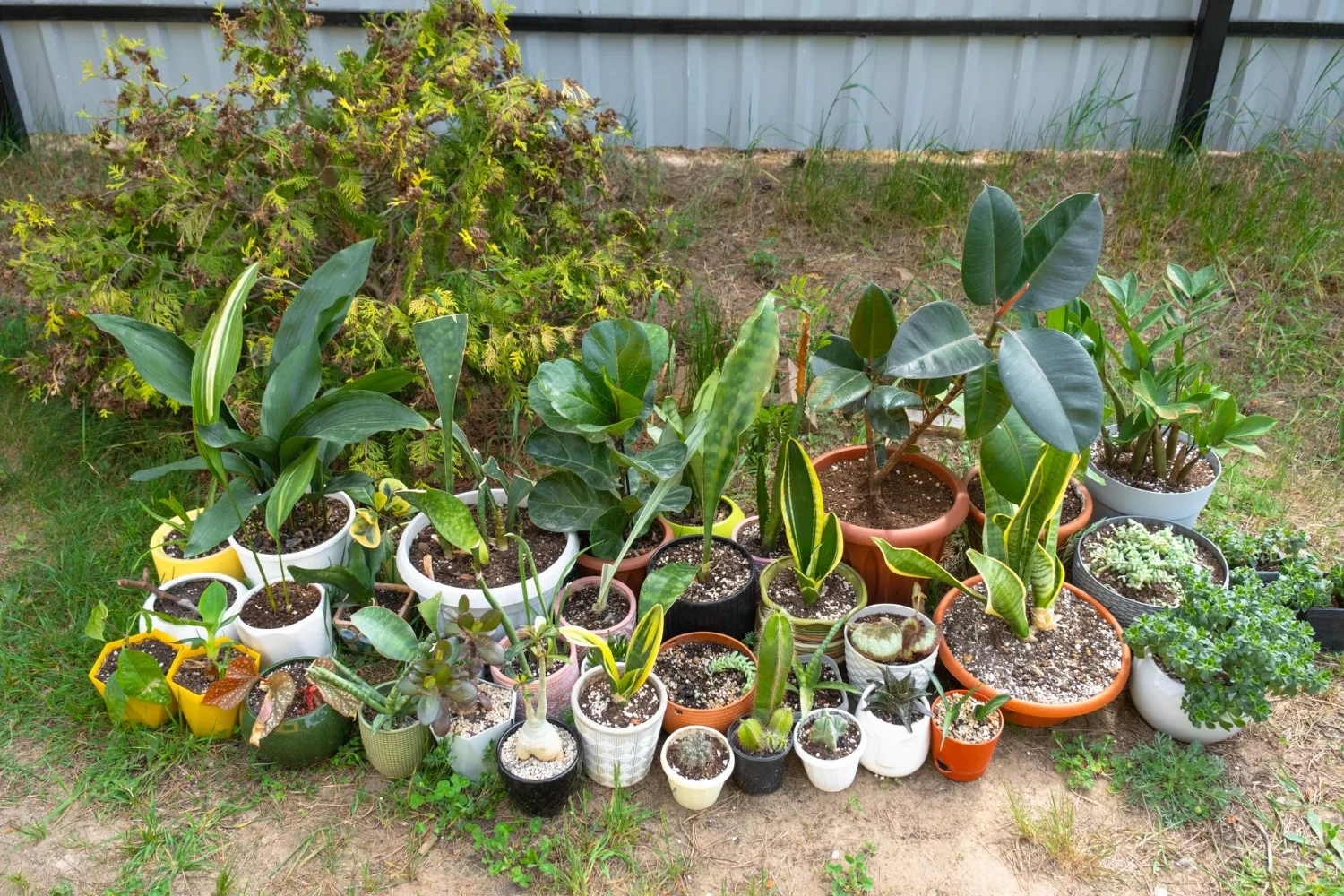 Plantes d’intérieur regroupées près d’une fenêtre avec un système d’arrosage par réserve d’eau avant un départ en voyage.