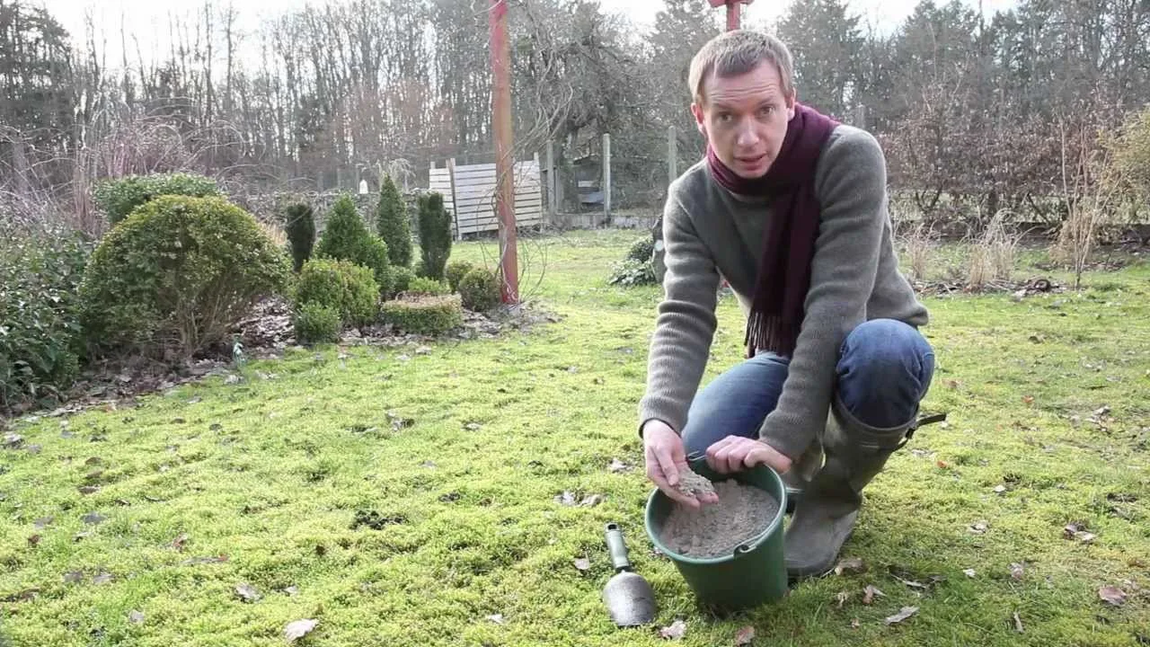 Pelouse de jardin présentant des zones de mousse verte, en cours de scarification avec un râteau.