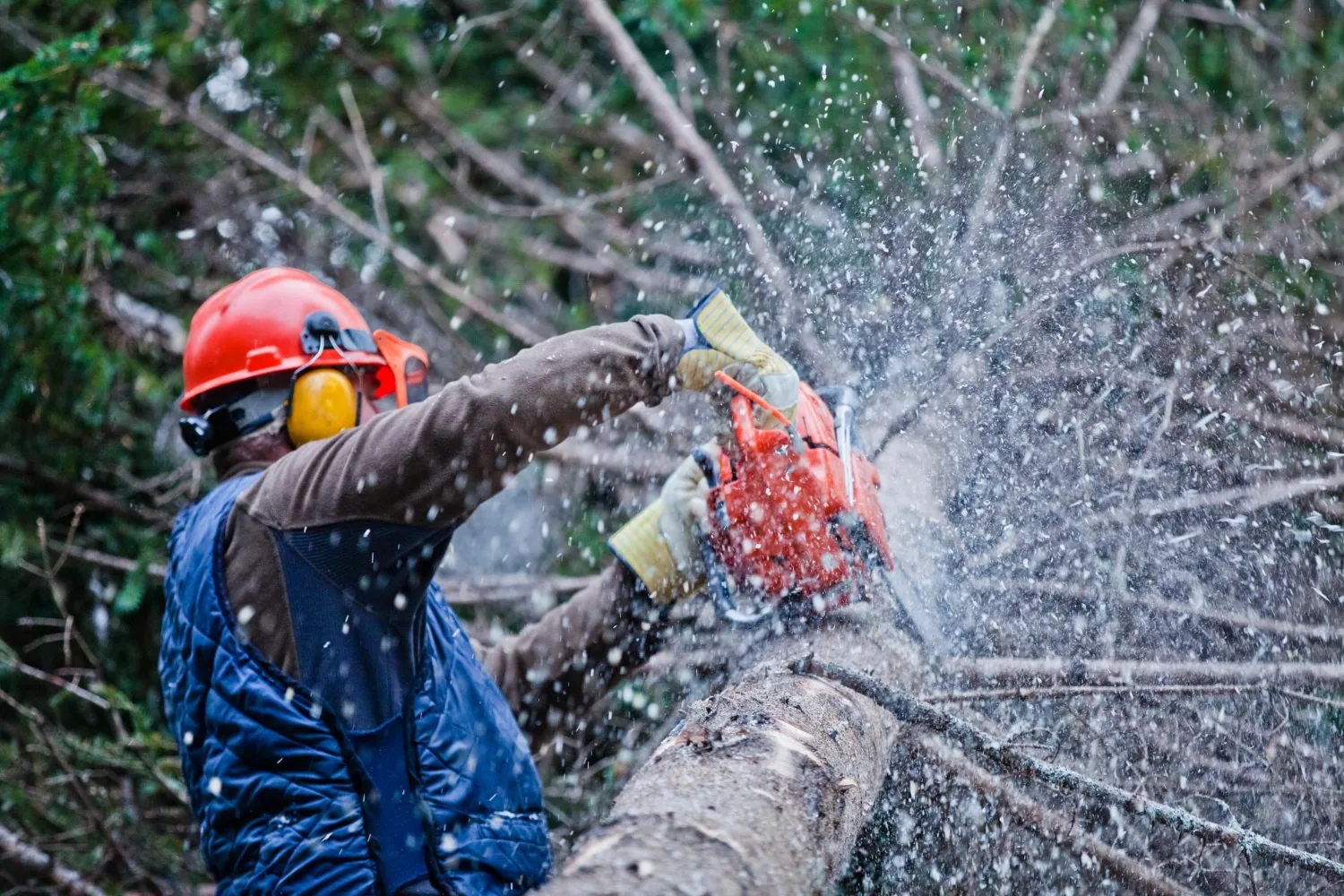 Arboriste élagueur équipé travaillant dans un arbre, illustration de la formation et de la qualification professionnelle.