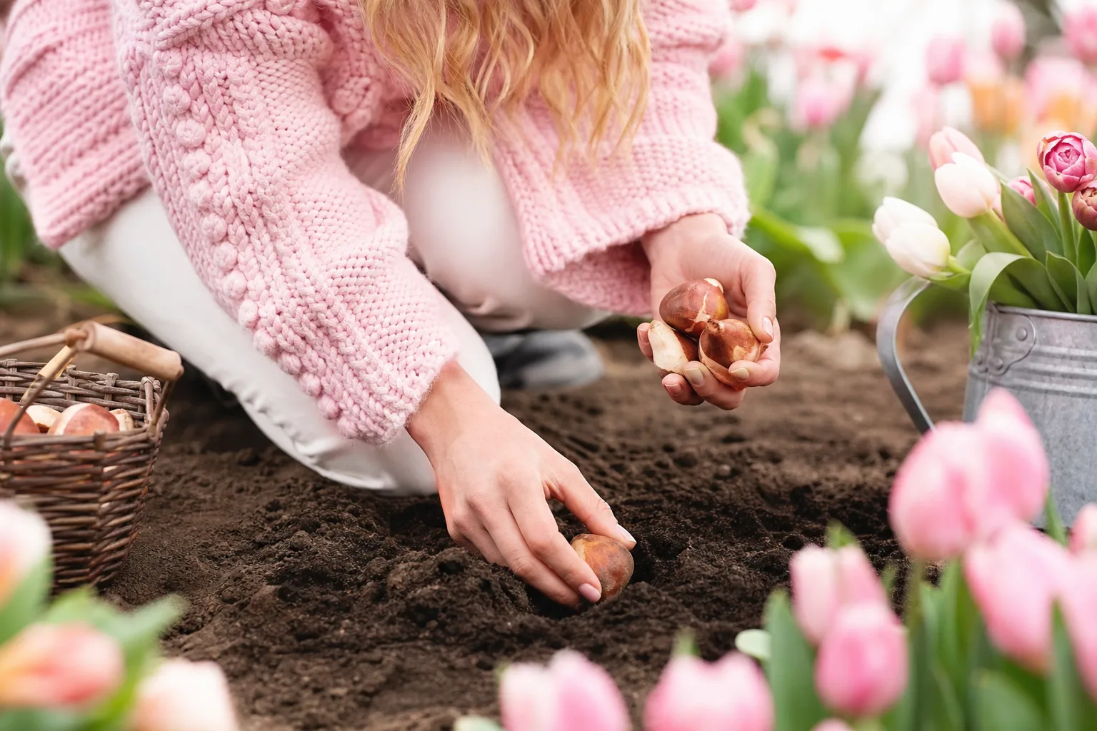 Mains plantant des bulbes de tulipes dans une terre de jardin meuble à l’automne, avec un plantoir et un pot de fleurs.