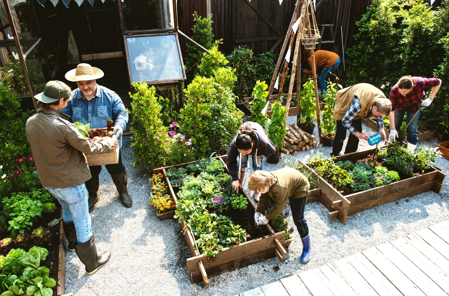 Néo-agricultrice récoltant des légumes-feuilles dans une serre de ferme urbaine installée en ville.