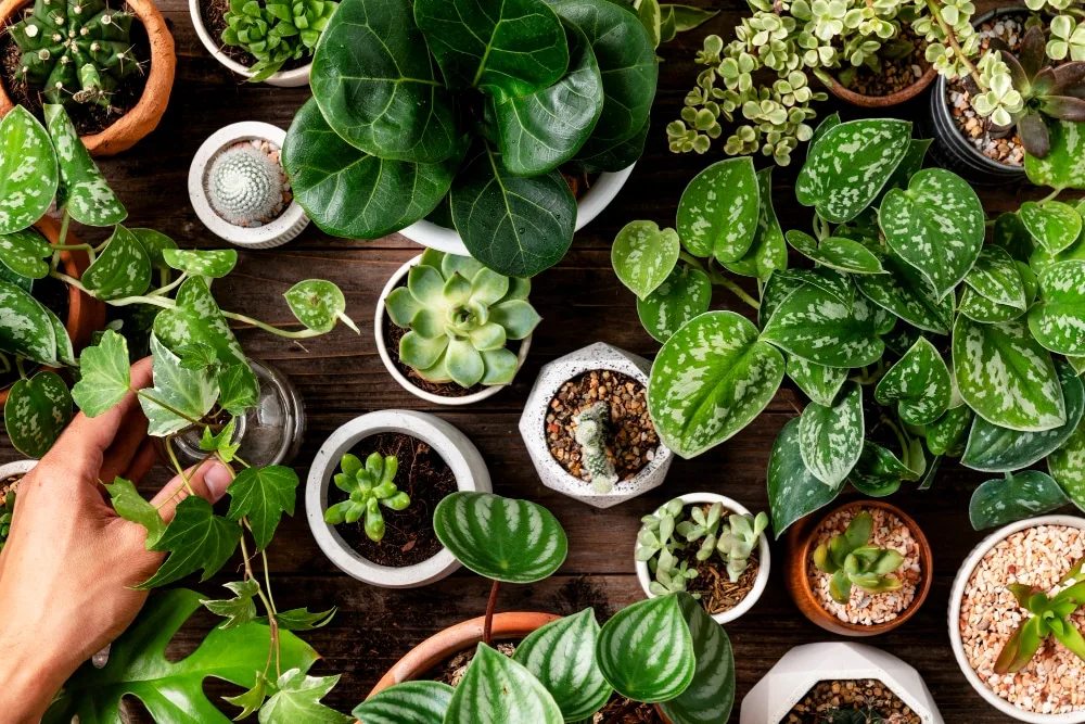 Salon lumineux décoré de grandes plantes d’intérieur vertes dans des cache-pots élégants près d’une fenêtre.